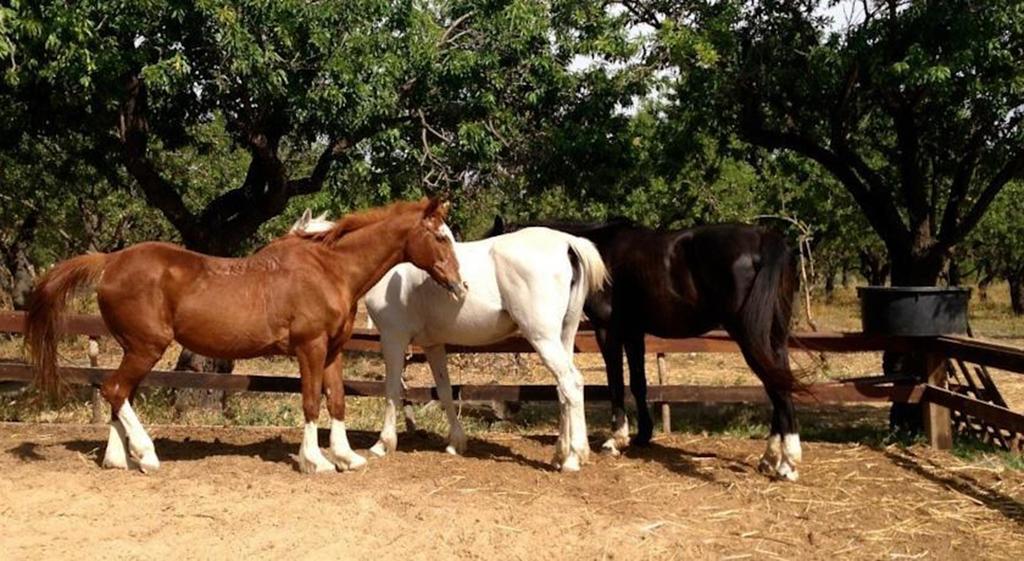 Villa Agriturismo Vita E Natura à Noto Extérieur photo