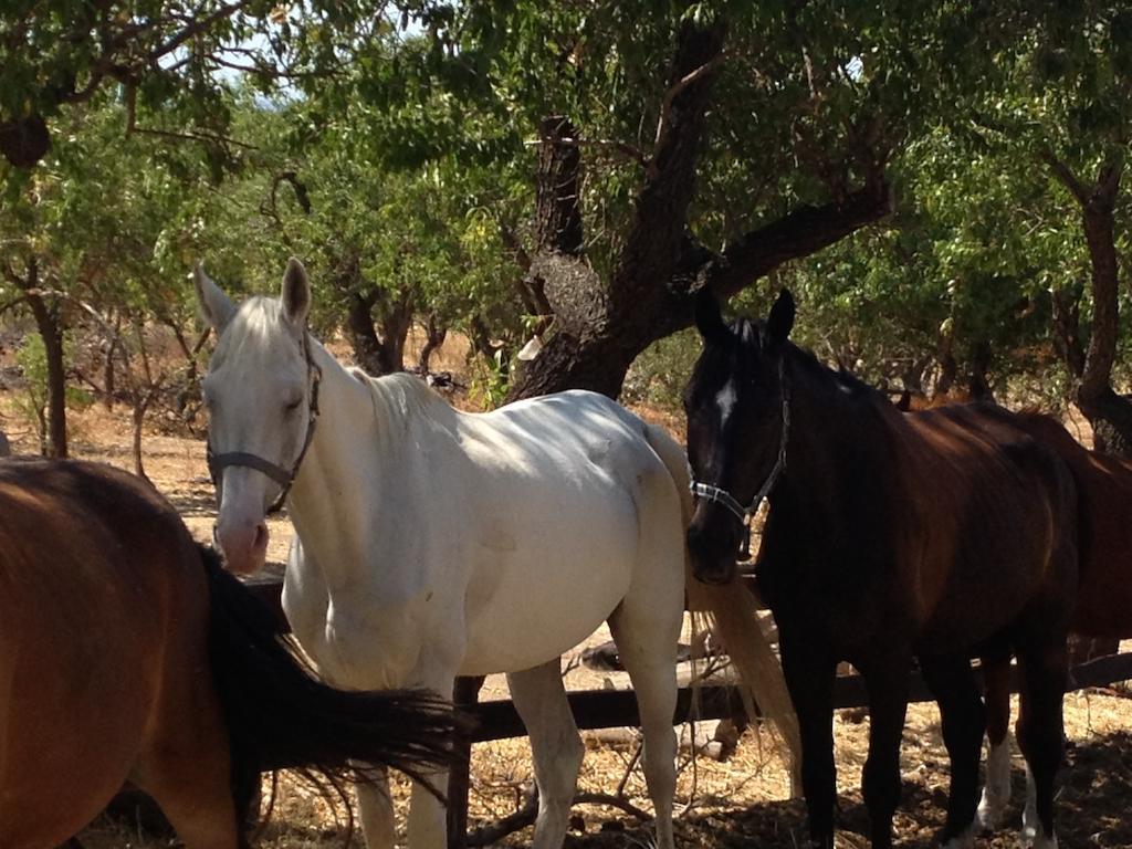 Villa Agriturismo Vita E Natura à Noto Extérieur photo